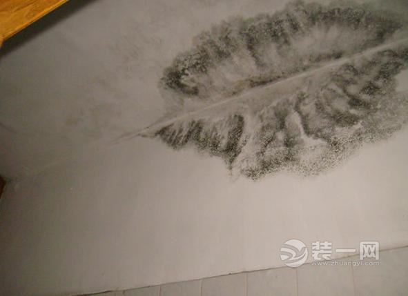 郑州装修网 墙面霉变