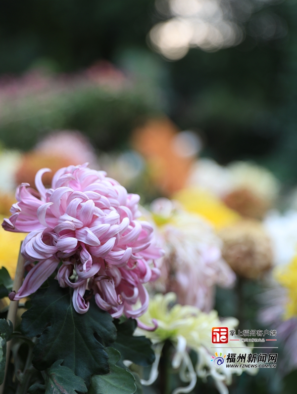 西湖菊展吸睛 超50万人次争睹菊展风采