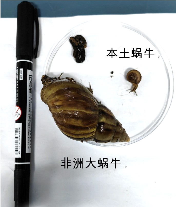 雨后看到这种“入侵物种”千万别碰，很危险！
