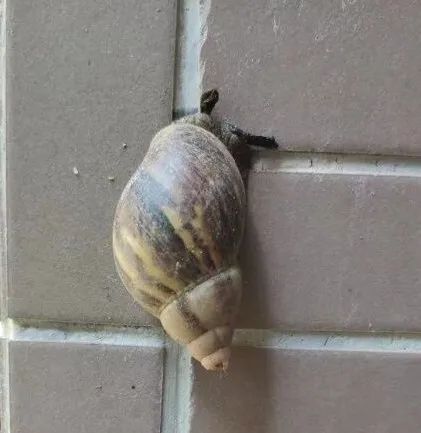 紧急提醒！雨后看到这种动物千万别碰！很危险……