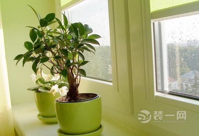 家居植物摆放风水