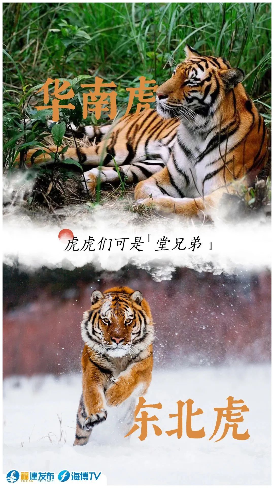 和“小当归”去尔滨！福建该叫“小_____”呢？
