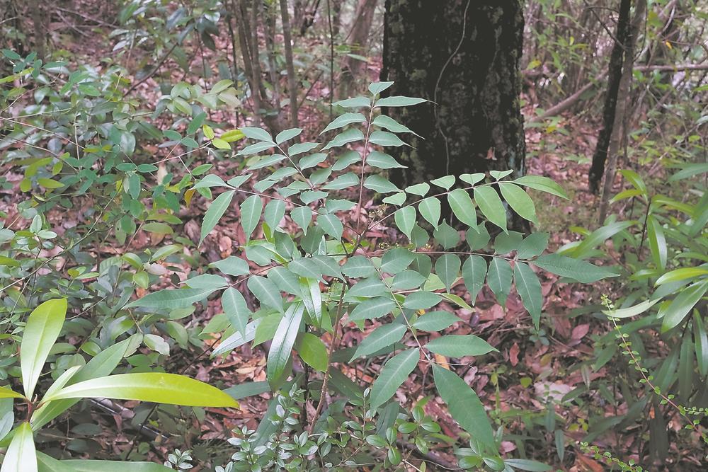 福建发现一植物新种红背漆