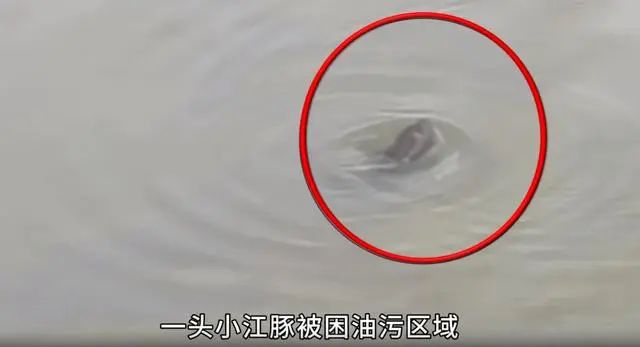 中央督察组暗访，发现小江豚在油污中拼命挣扎！当地官员称“只是条大青鱼”