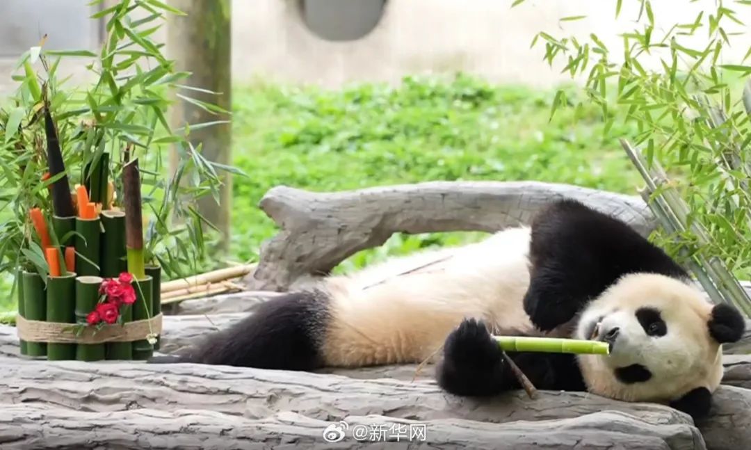 福宝，闪亮登场！