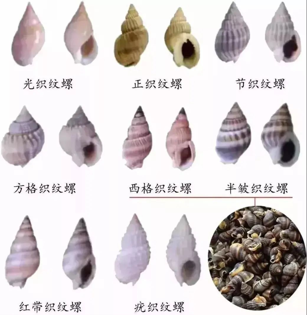毒性比砒霜高百倍！多地发布预警：别买！别吃！