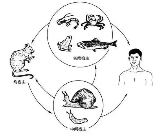 紧急提醒！雨后看到这种动物千万别碰！很危险……