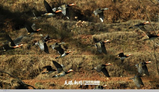 科研人员在草海首次发现鸳鸯较大越冬种群