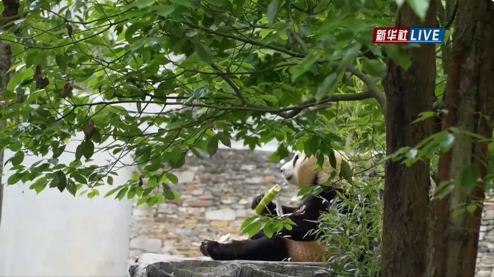 福宝，闪亮登场！