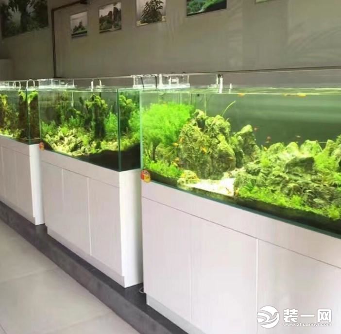 生态鱼缸效果图