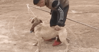 恶狗小区内咬伤6人，包括4名儿童！路遇恶狗袭击怎么办？