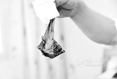 郑州一女子租房夜晚空调中发怪声 维修师傅发现蝙蝠