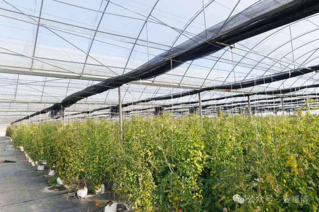 水果摘下就能吃！福清又有一个打卡点要来了……