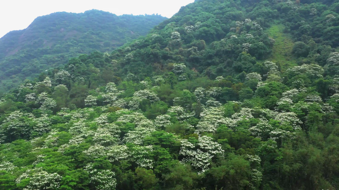 油桐花开“五月雪”，来罗源，遇见油桐花~