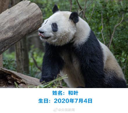 生日快乐！萌兰花花和叶今天生日