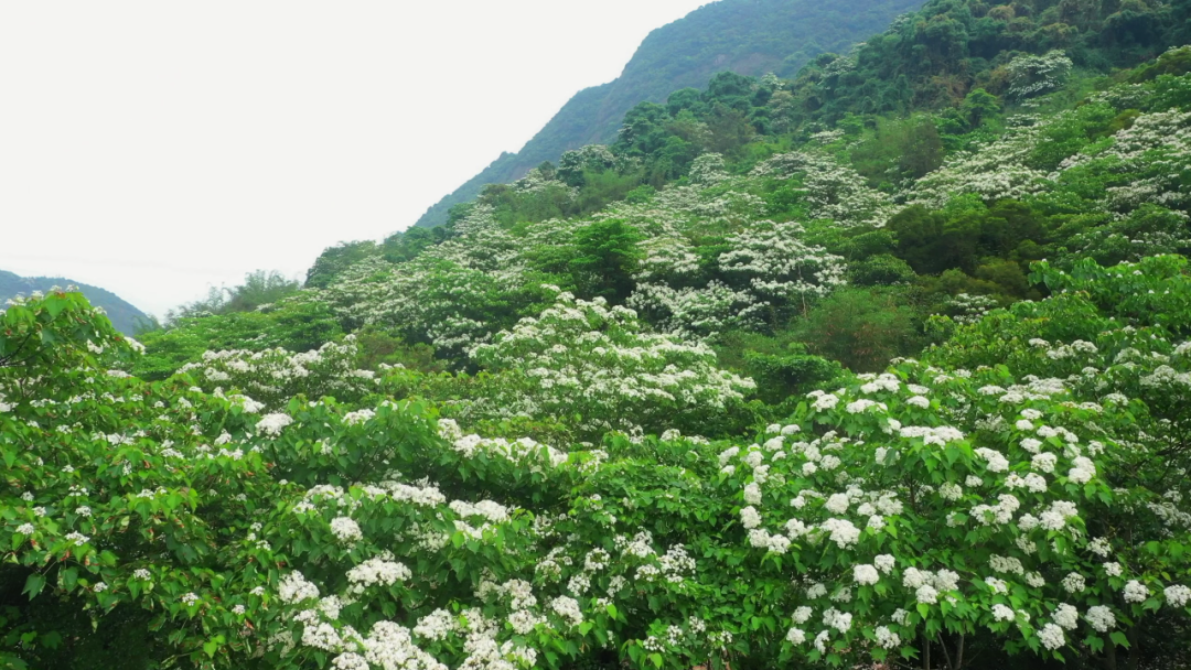 油桐花开“五月雪”，来罗源，遇见油桐花~