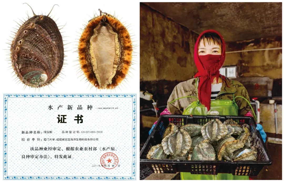 鲍鱼“中国芯”养成记