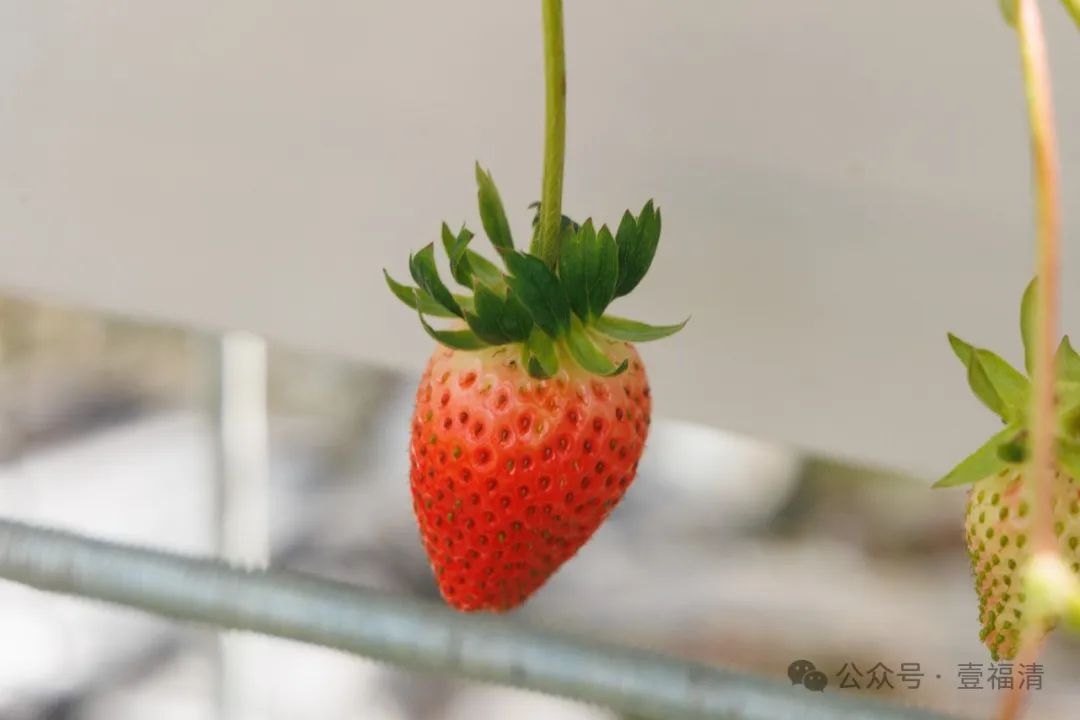 水果摘下就能吃！福清又有一个打卡点要来了……