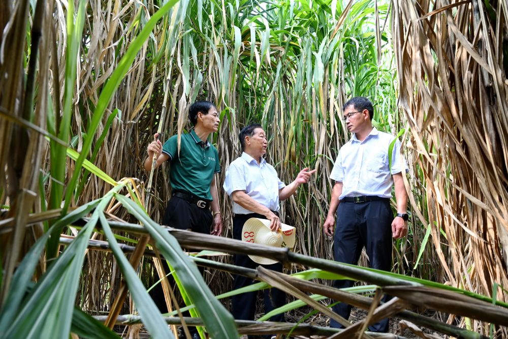 党旗在基层一线高高飘扬｜菌草技术发明人林占熺：种下一棵“幸福草”