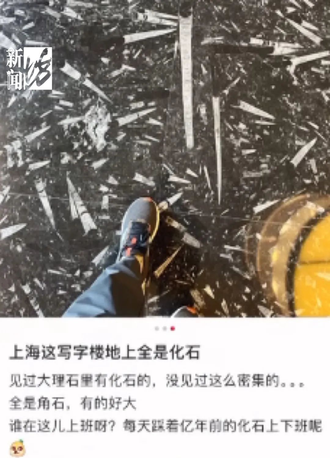 小学生在瑞金医院发现上亿年前化石