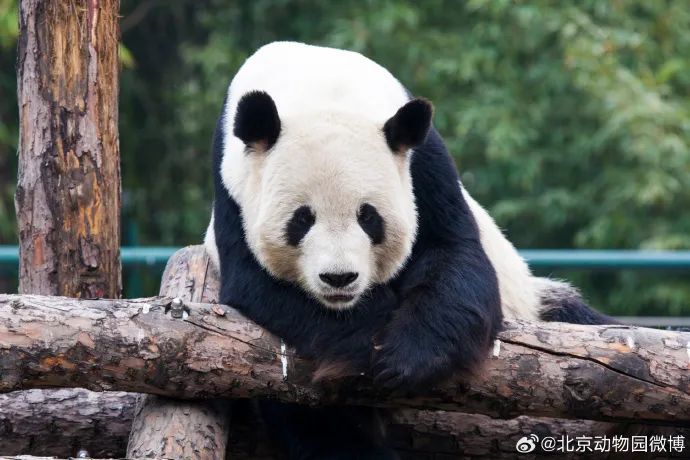 刚刚官方证实：已离世