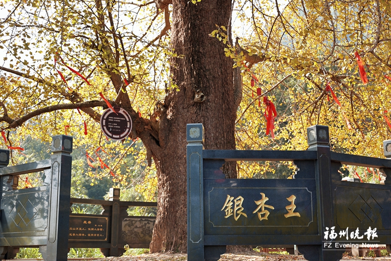 银杏正黄水杉红！连江添两处冬日打卡地