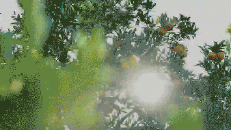 长泰芦柑
