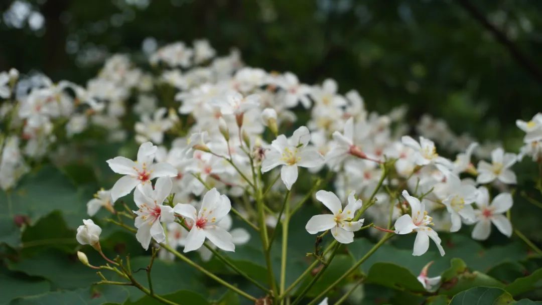 油桐花开“五月雪”，来罗源，遇见油桐花~