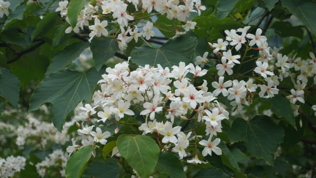 油桐花开“五月雪”，来罗源，遇见油桐花~