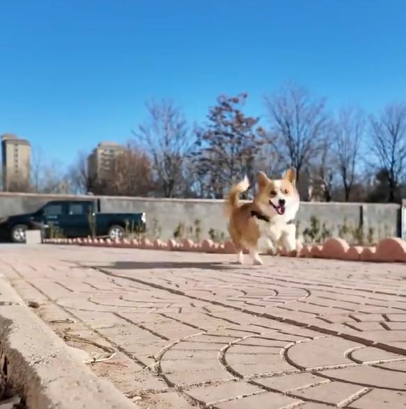 警犬因“班味过重”惨遭没收年终奖