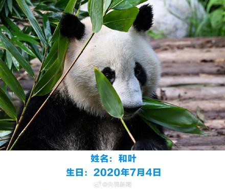 生日快乐！萌兰花花和叶今天生日
