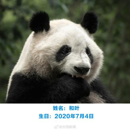 生日快乐！萌兰花花和叶今天生日