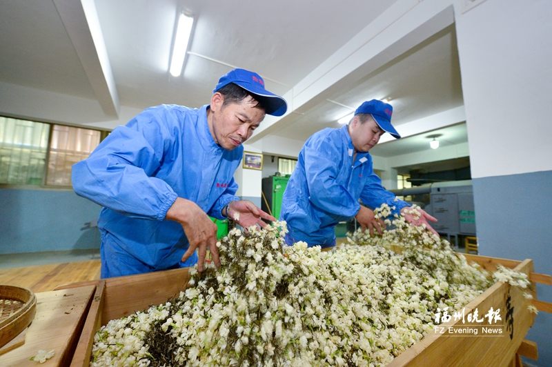 福州茉莉花茶香飘茶饮新赛道