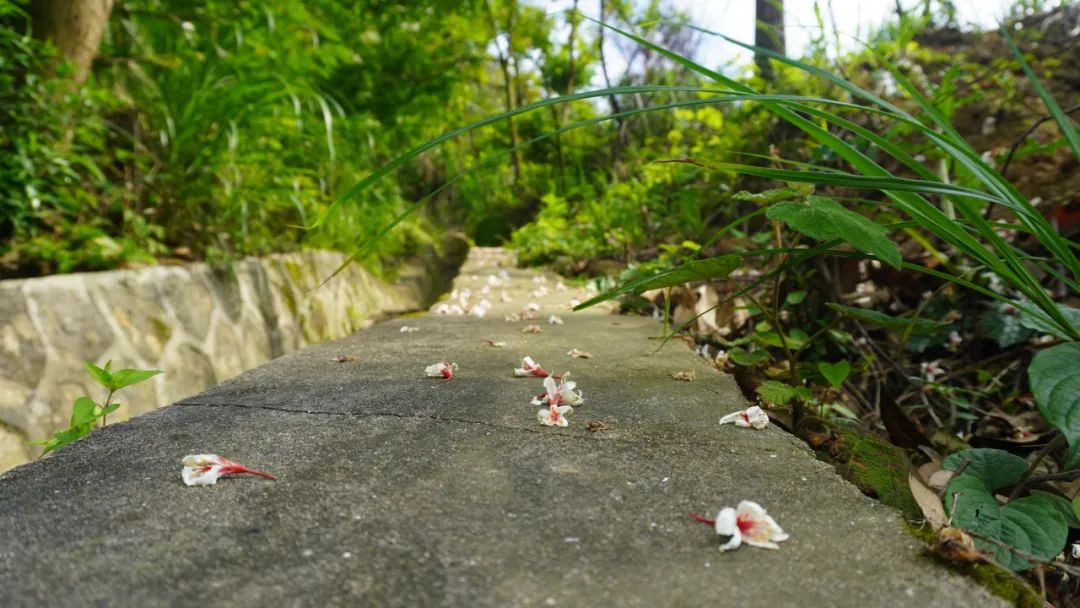 油桐花开“五月雪”，来罗源，遇见油桐花~