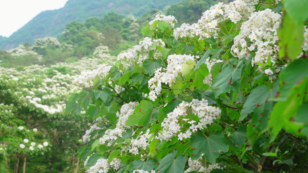 油桐花开“五月雪”，来罗源，遇见油桐花~