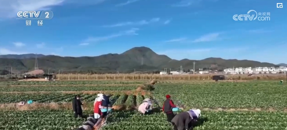 设施农业“玩”出新花样 百姓“菜篮子”“果盘子”四季安然