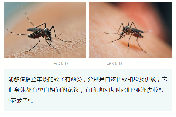 突发高热注意！这个病高发期来了，严重可致死