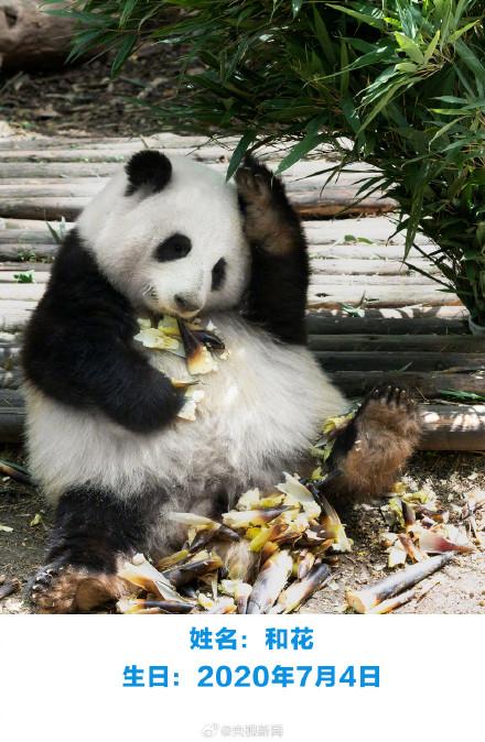 生日快乐！萌兰花花和叶今天生日