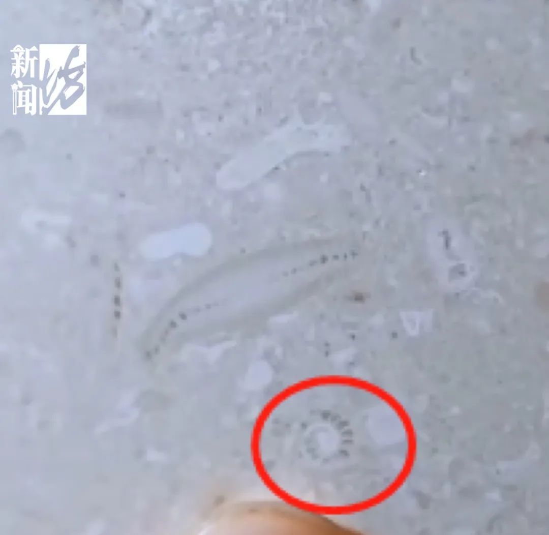 小学生在瑞金医院发现上亿年前化石