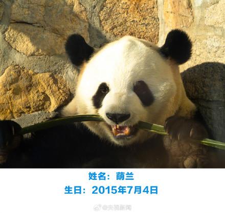 生日快乐！萌兰花花和叶今天生日