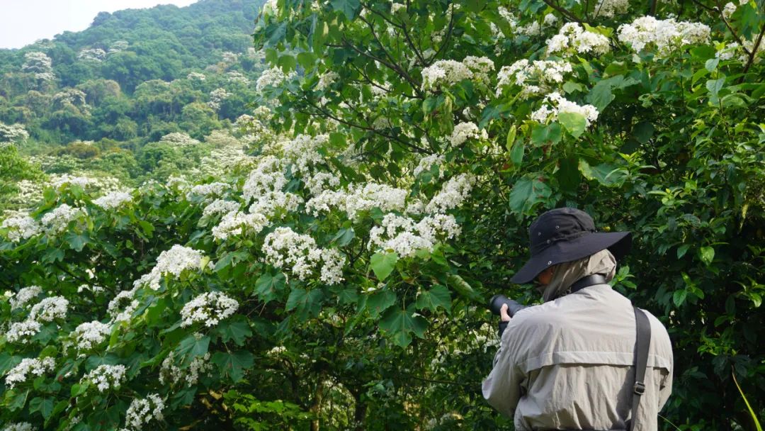 油桐花开“五月雪”，来罗源，遇见油桐花~