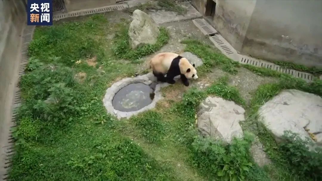 最新确定，事关“福宝”