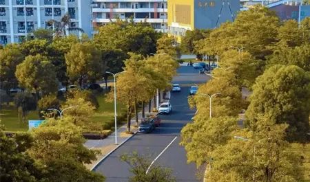 校园秋景，你喜欢哪一个？