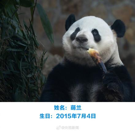 生日快乐！萌兰花花和叶今天生日