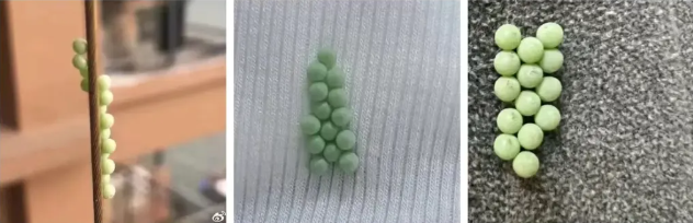 别碰！快检查阳台衣服！福州也出现了！