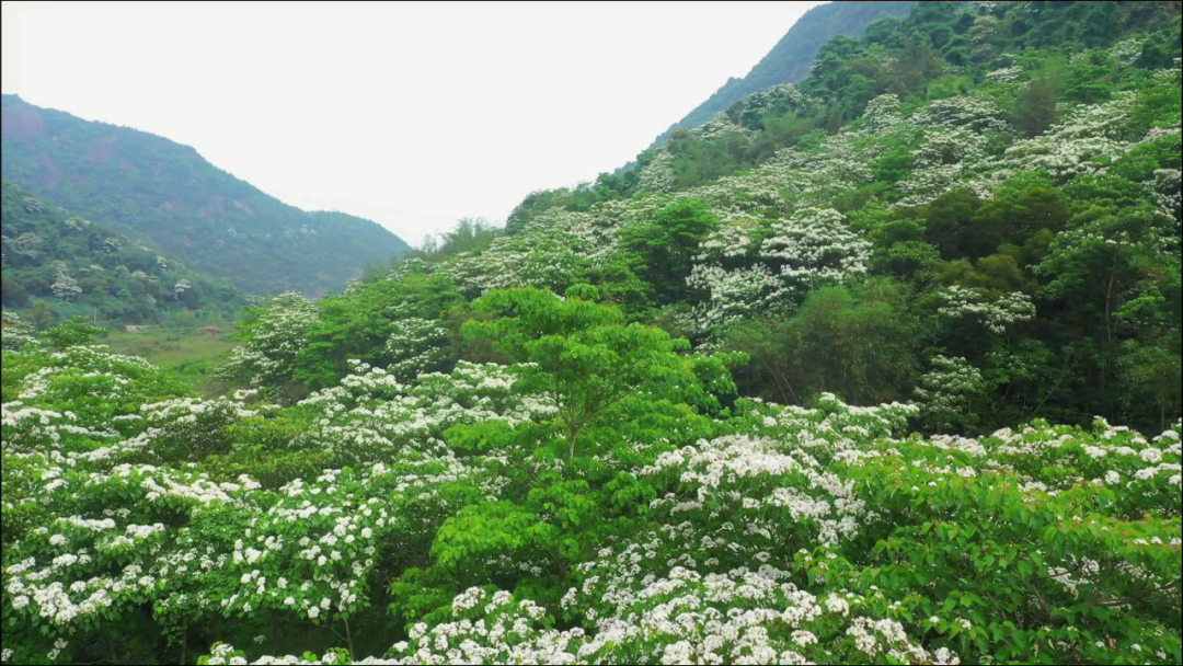 油桐花开“五月雪”，来罗源，遇见油桐花~