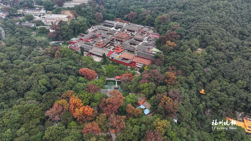 层林尽染色斑斓 鼓山赏枫正当时