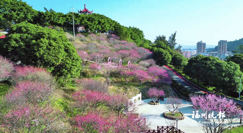 长乐：来梅花 赏梅花
