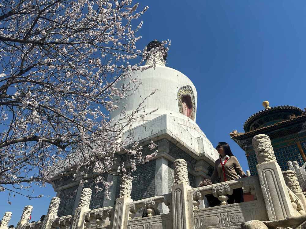 3月18日，游客在北京北海公园赏花游玩。新华社记者杨淑君 摄