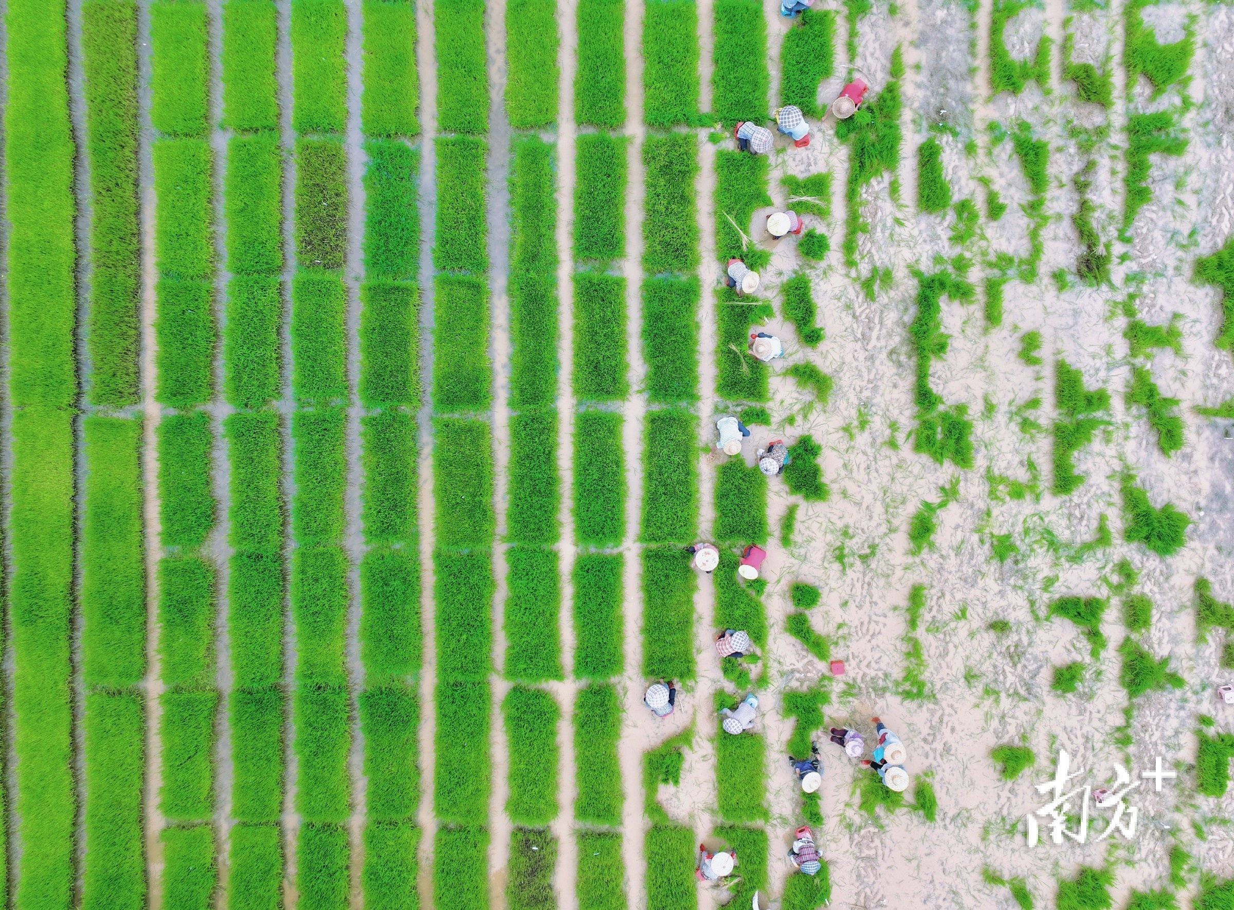 阳江市农科所在白沙试验场进行省水稻区域试验早造插秧工作。南方+拍客 关巧明 摄